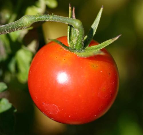 tomate