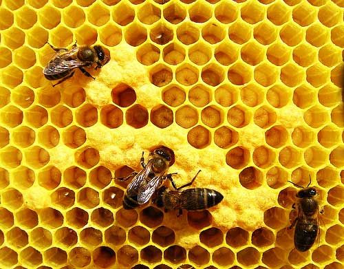 apicultura_mel