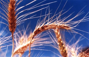 cereais