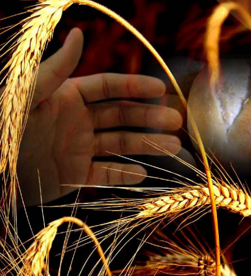alimentos_fao
