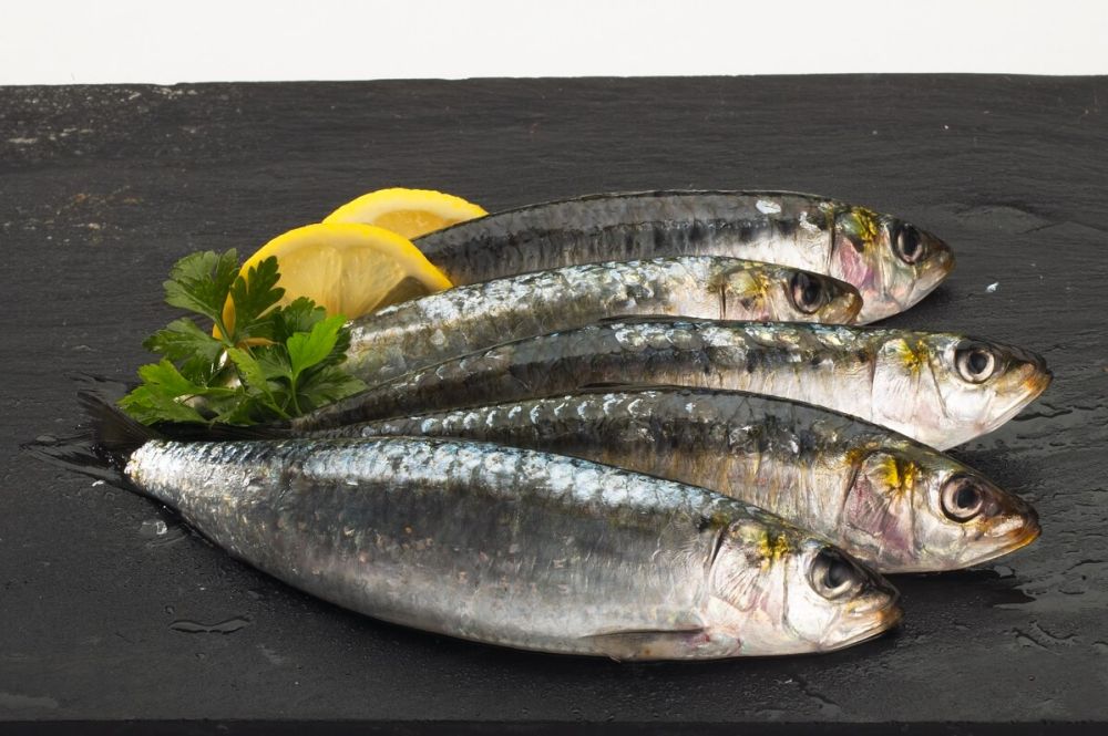sardinha