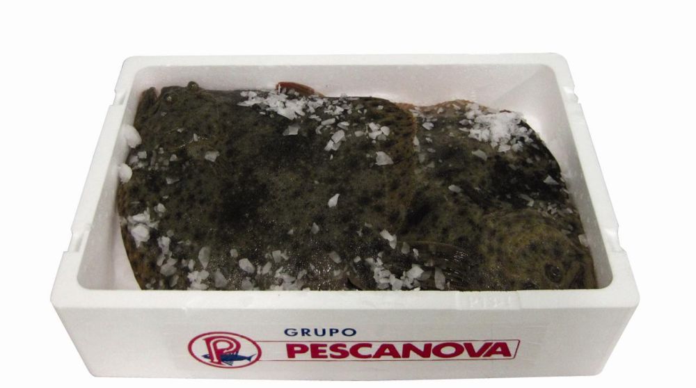 Pregado