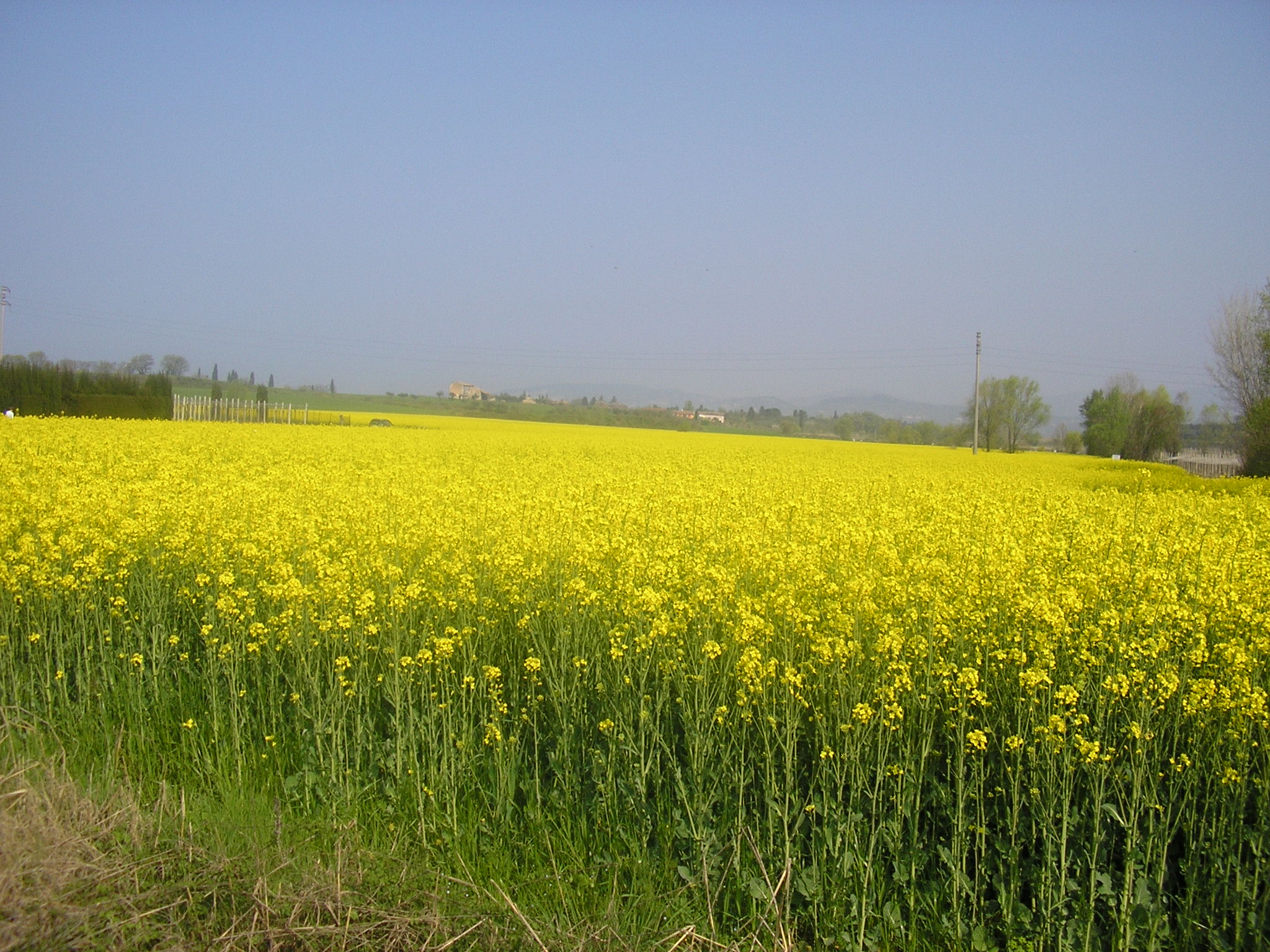 colza_biodiesel