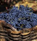 Sogrape_Douro_vindima