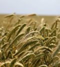 agricultura