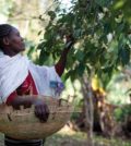 Woman picking cherries_1