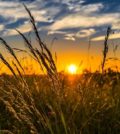 agricultura