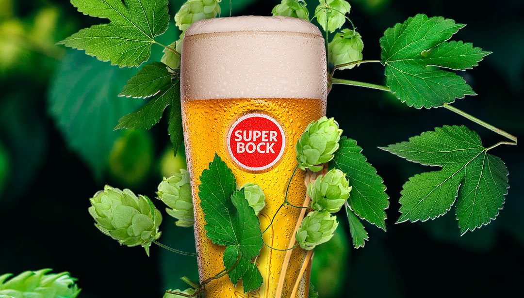Super Bock Casa da Cerveja convida consumidores para apanha do lúpulo