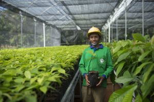 Cocoa Life_farming_Indonesia