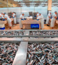 sardinhas