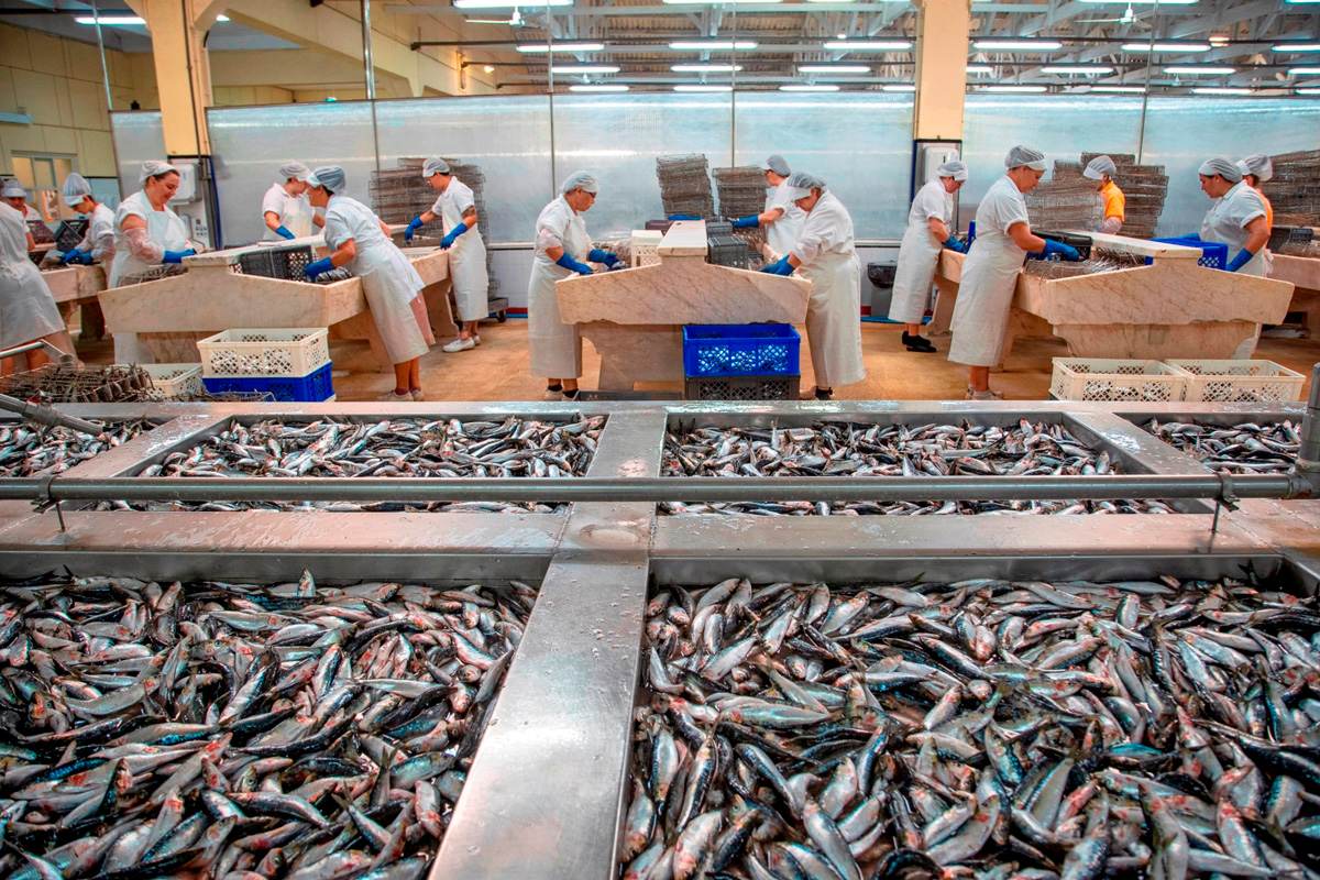 sardinhas