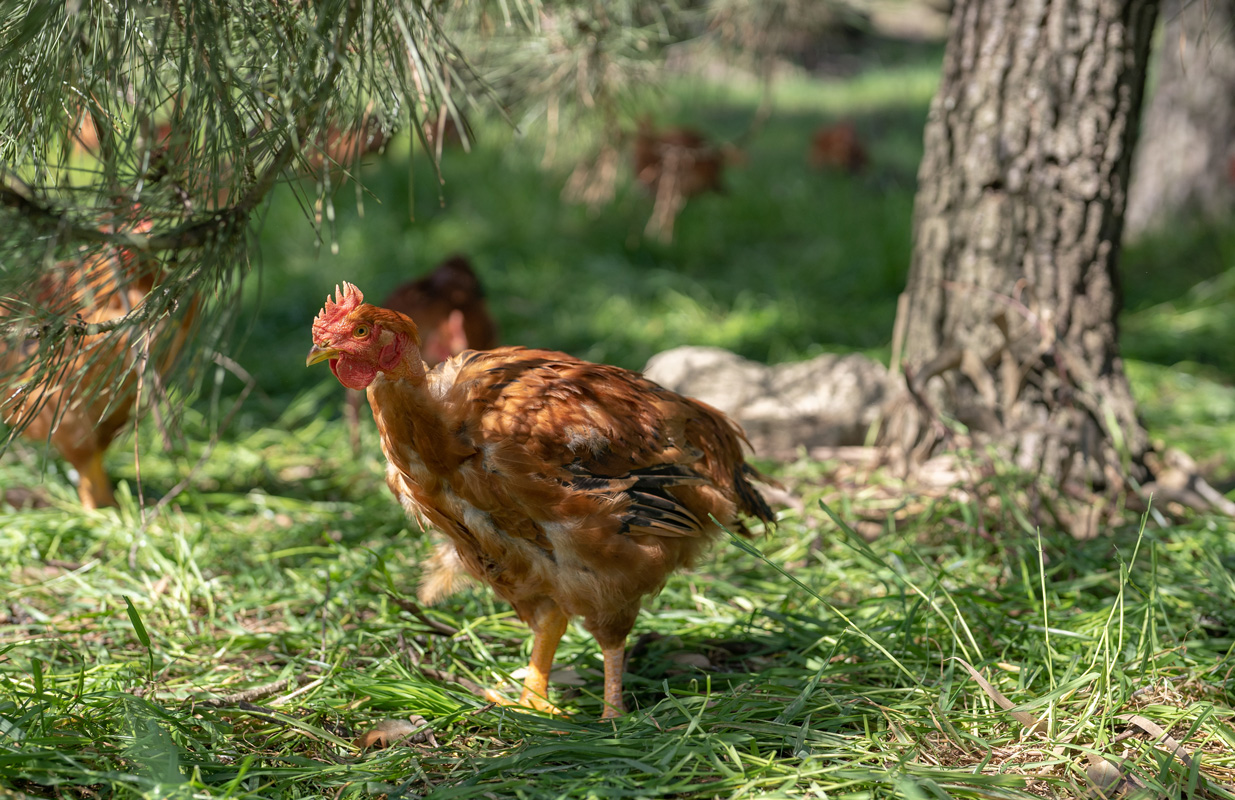 Pingo Doce lança o primeiro frango certificado em produção livre de antibióticos em Portugal