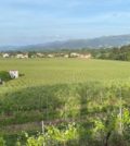 Granvinhos
