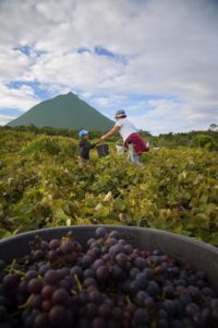 Picowines3